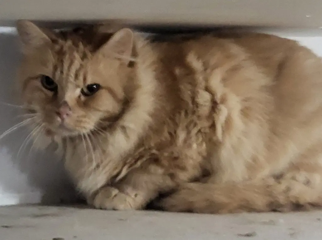 Julius (Bonded with Julien)