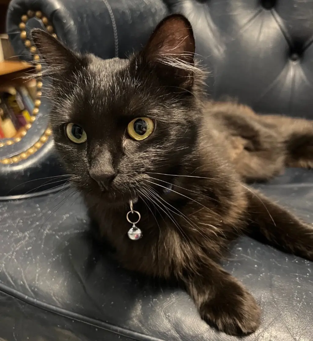 Lady Catherine