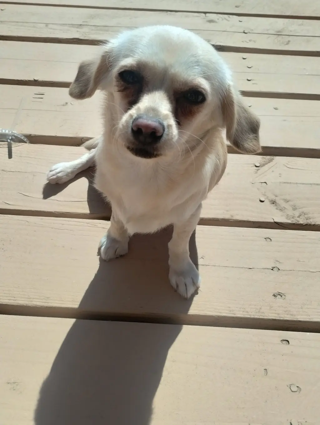 Coco