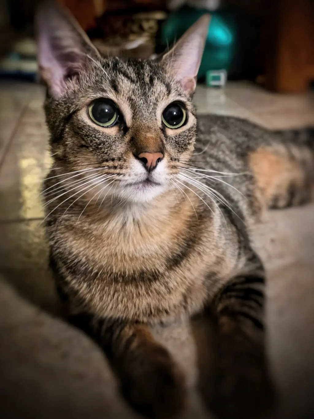 Rollo