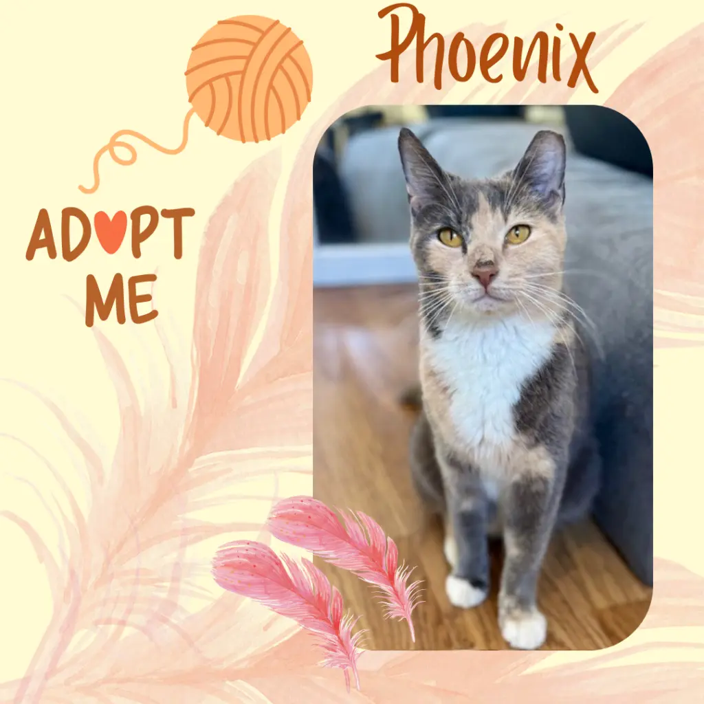 Phoenix