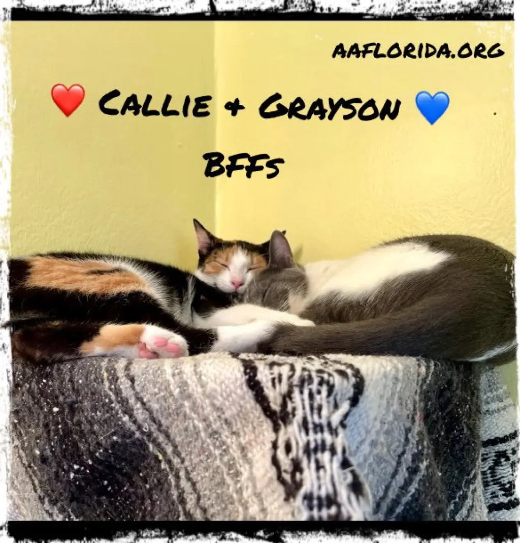Callie & Grayson