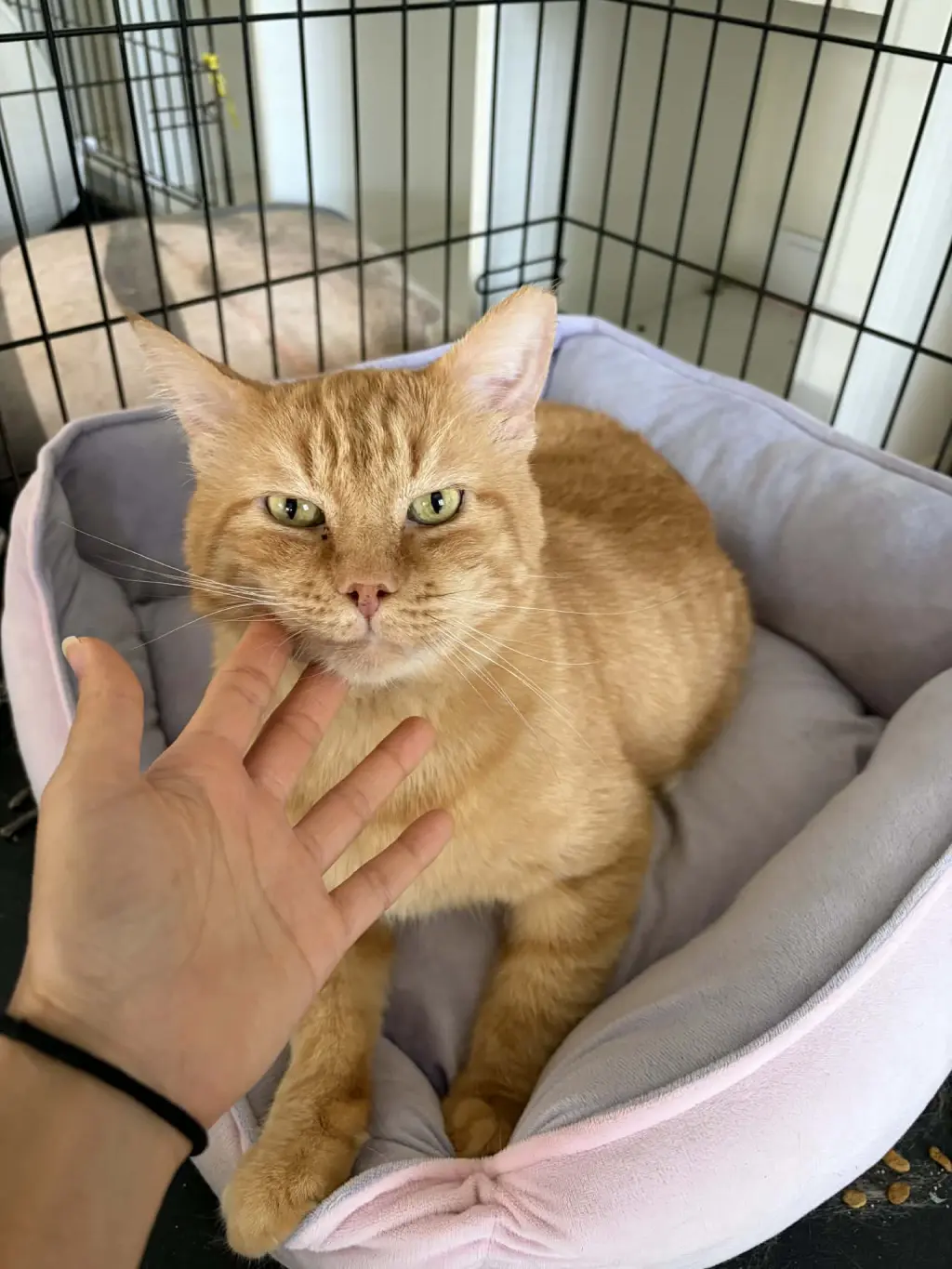 Bingo (FIV+)