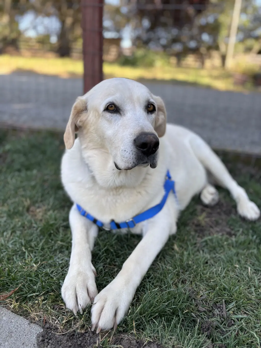 Nikki (Bonded to Koda)