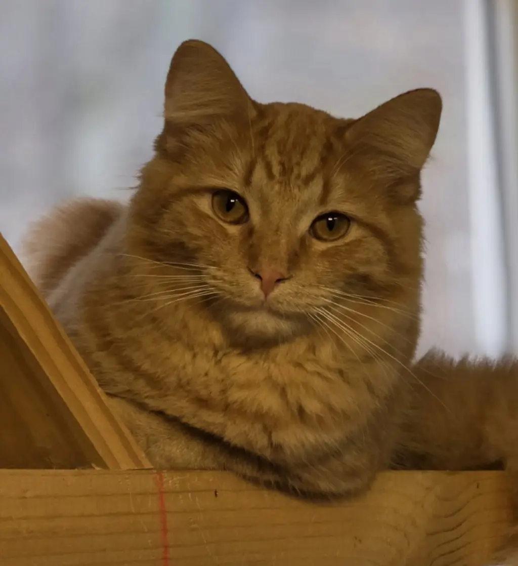 Cornelius