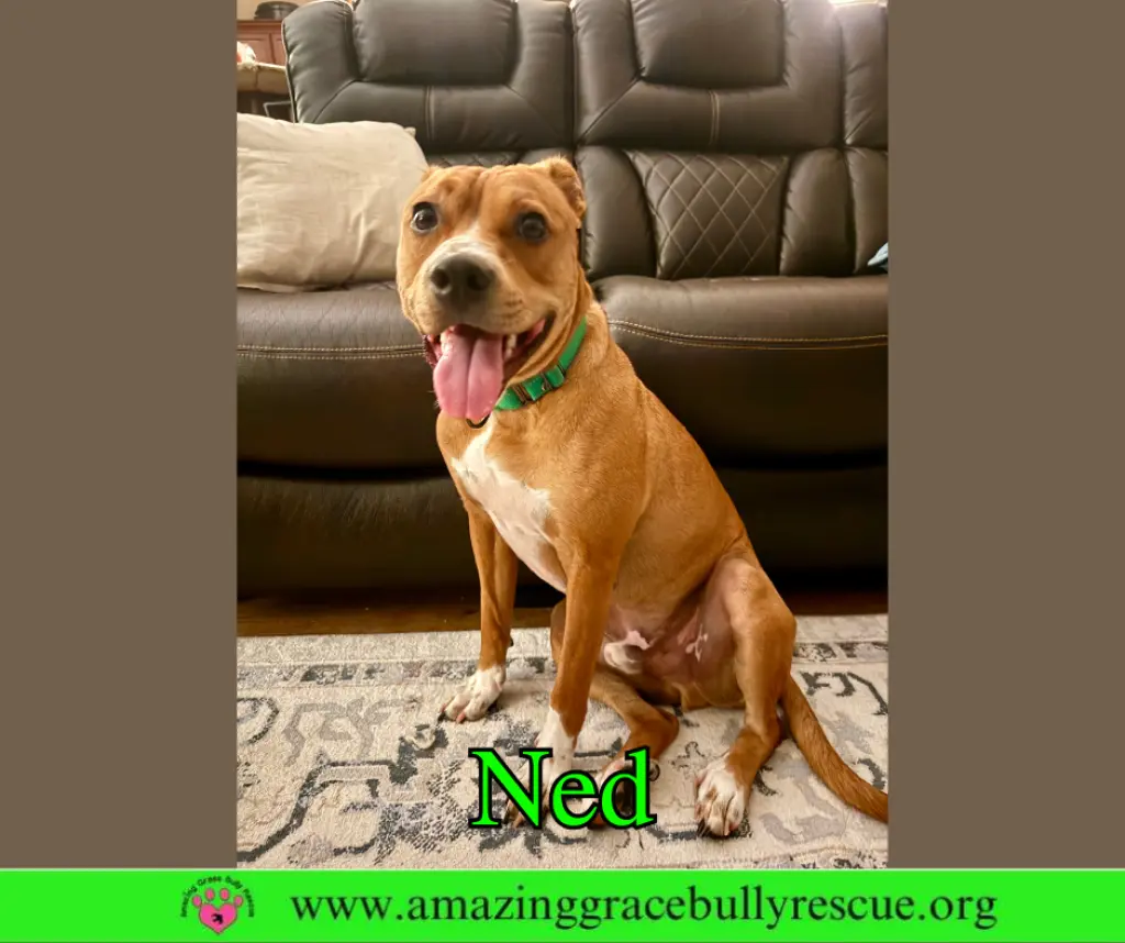 Ned