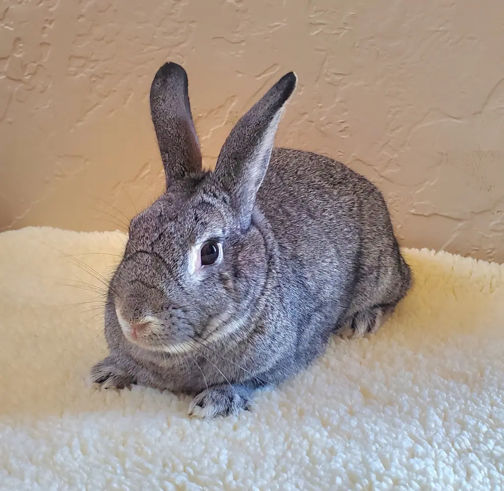 Chinbun