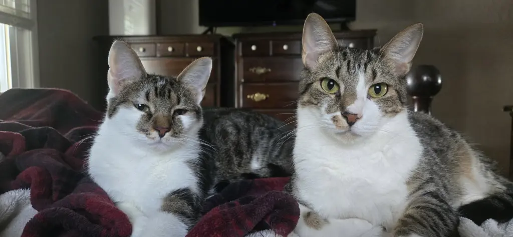Waylon (bonded to Wanda)