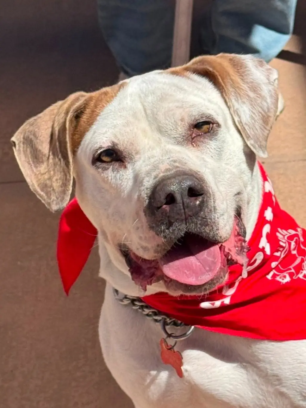 Charlotte - Adopt Me!