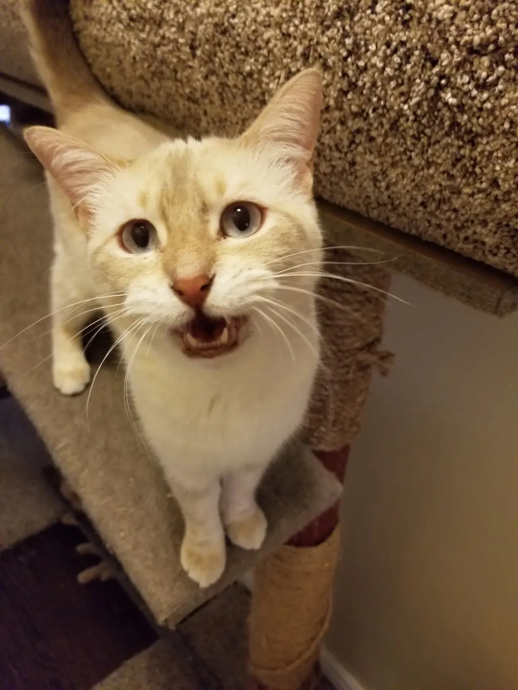 Josie is your pussy cat!