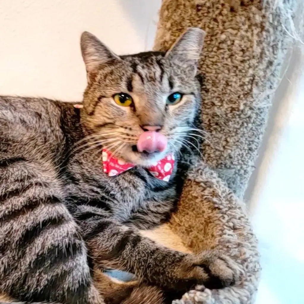 Bear (chatty & sassy)