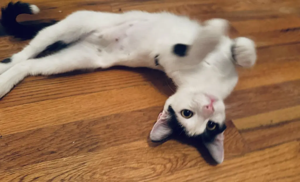 Uma (Thurman-diva)