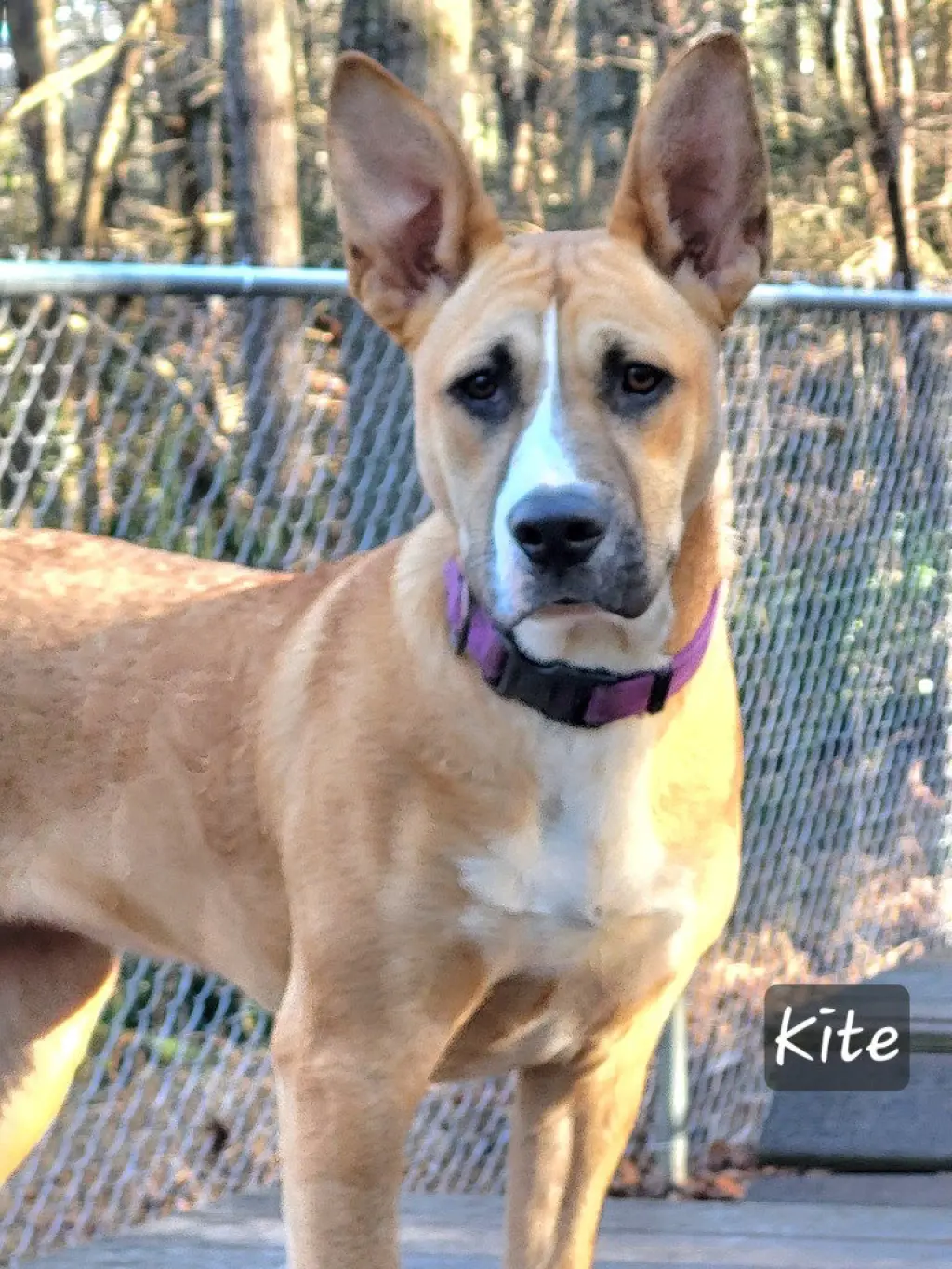 Kite