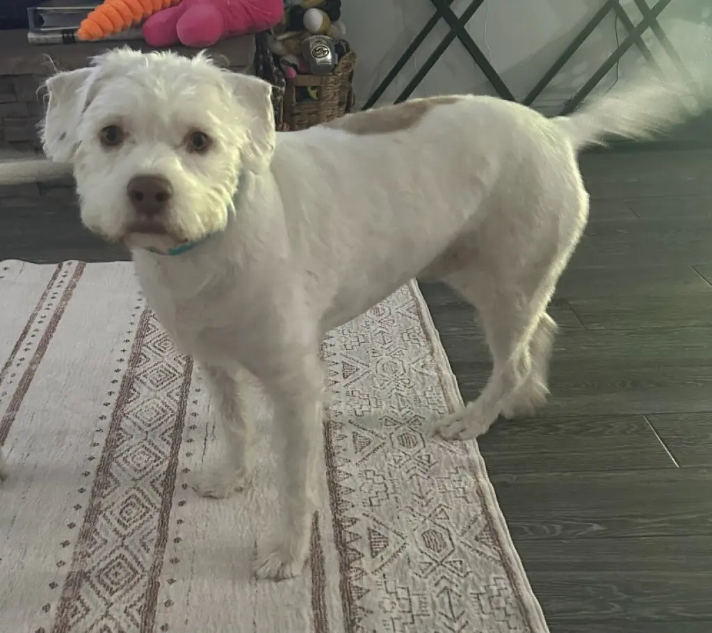 Tyson