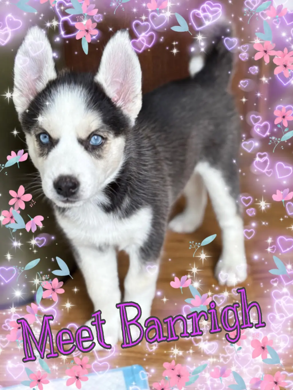 Banrigh
