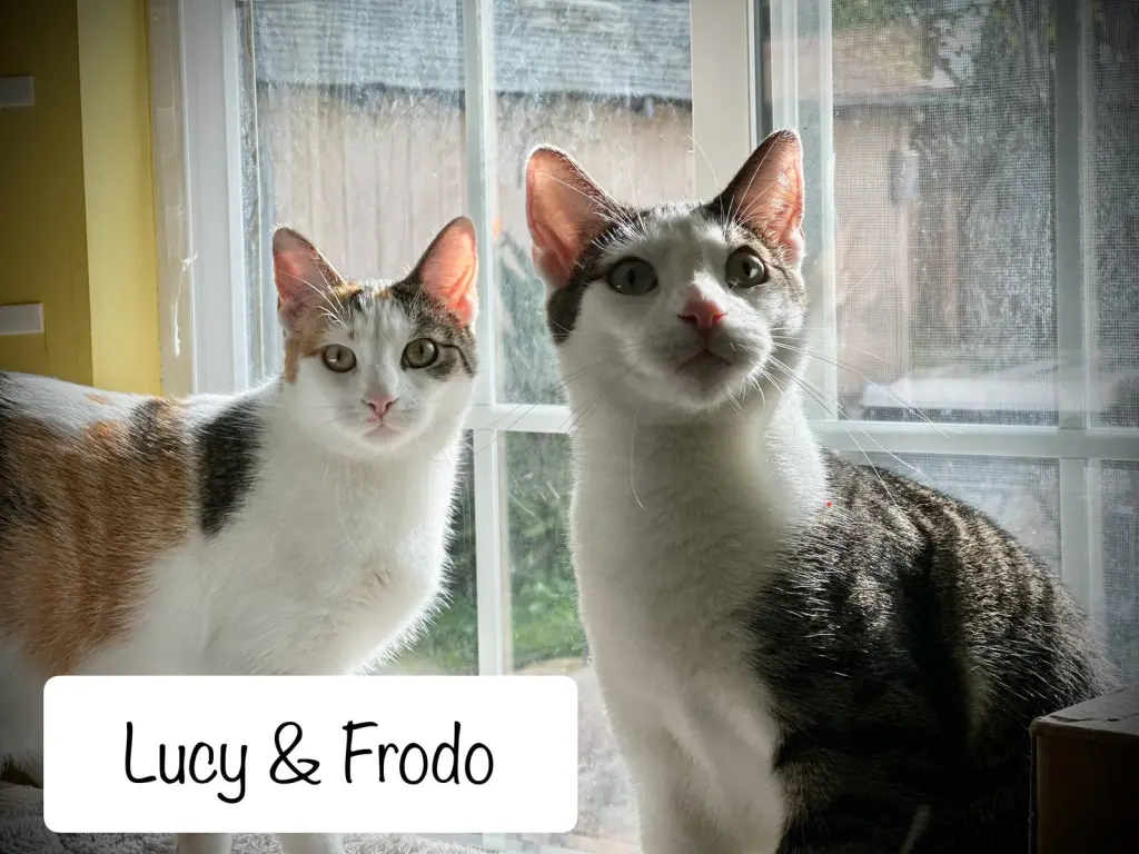 Frodo (bonded w/ Lucy)