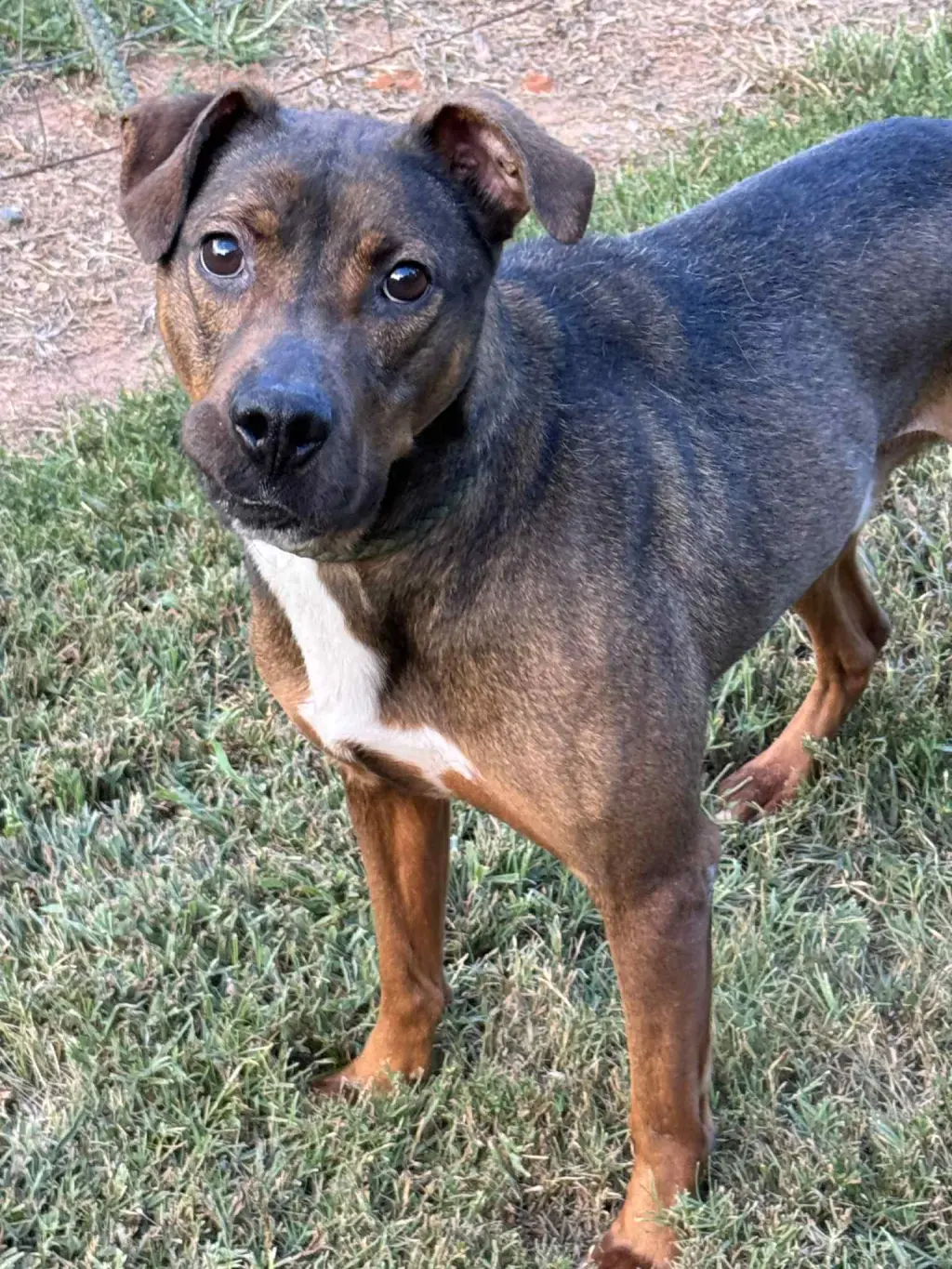 Rufus