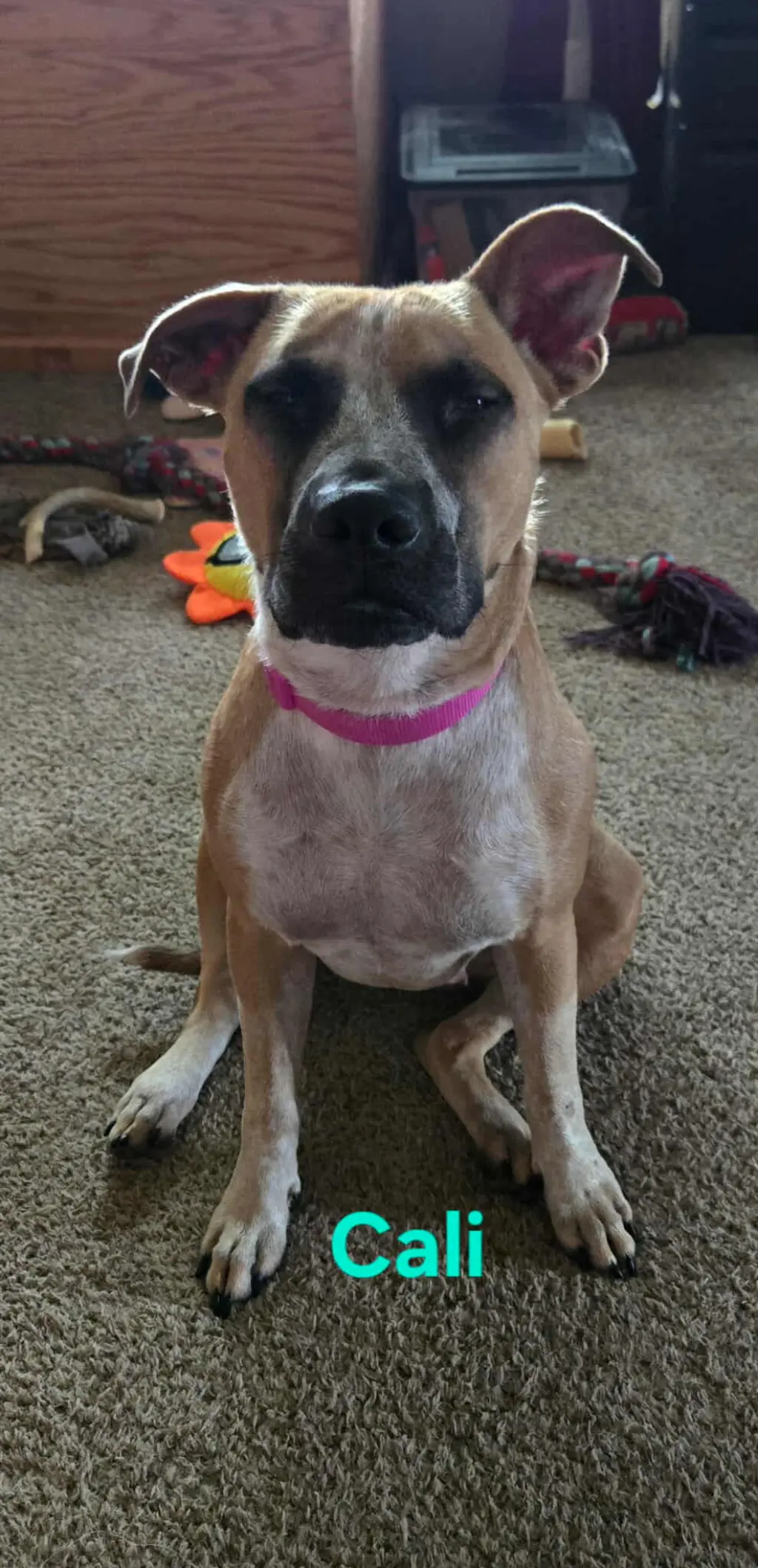 Cali