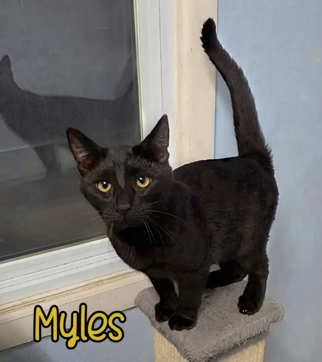 Myles