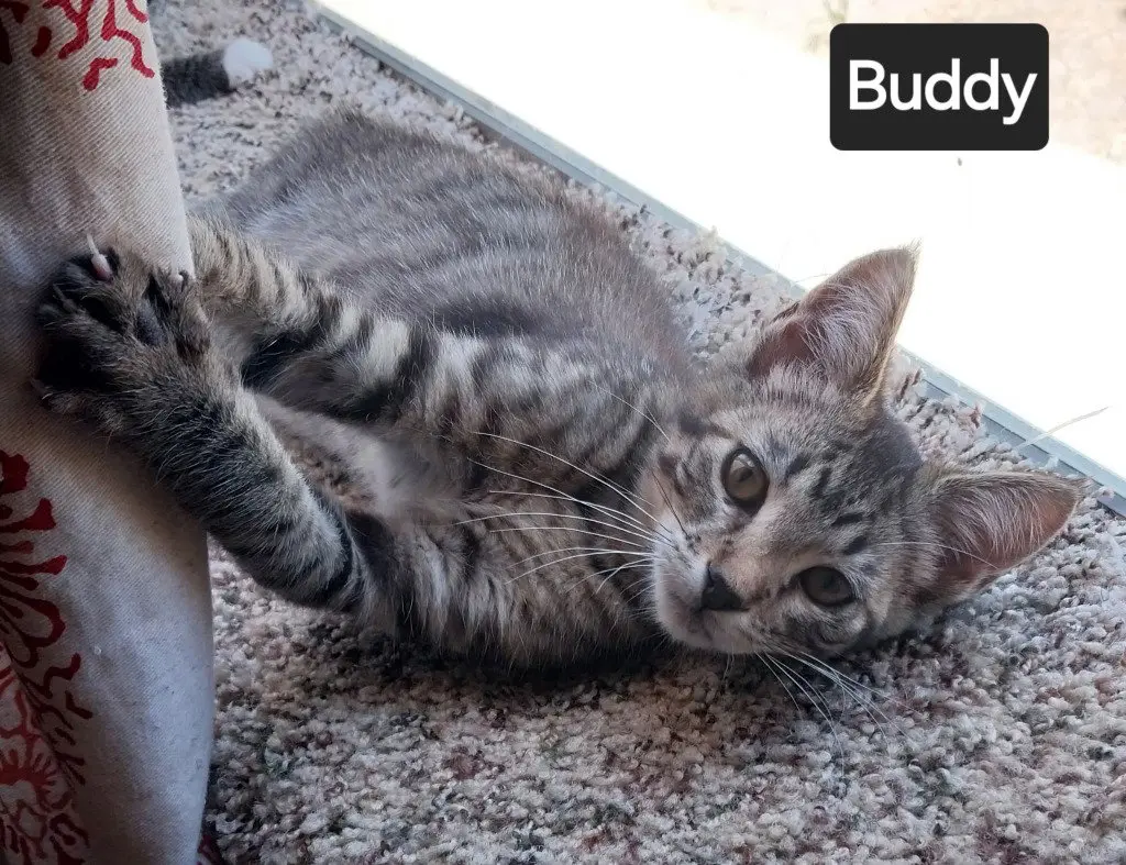 Buddy