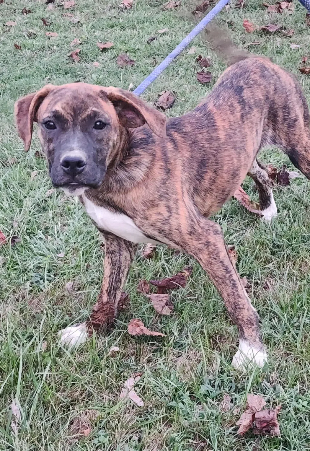 Lily - FOSTER OR ADOPT ME!!