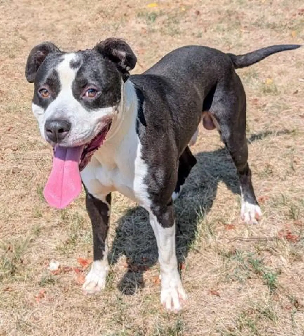 GONZALES