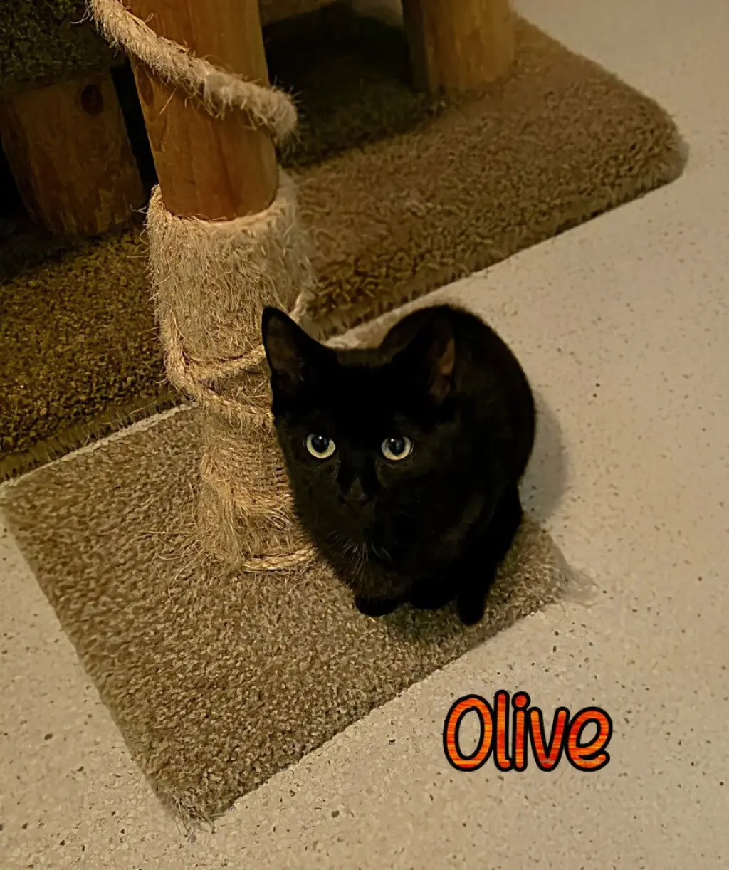 Olive
