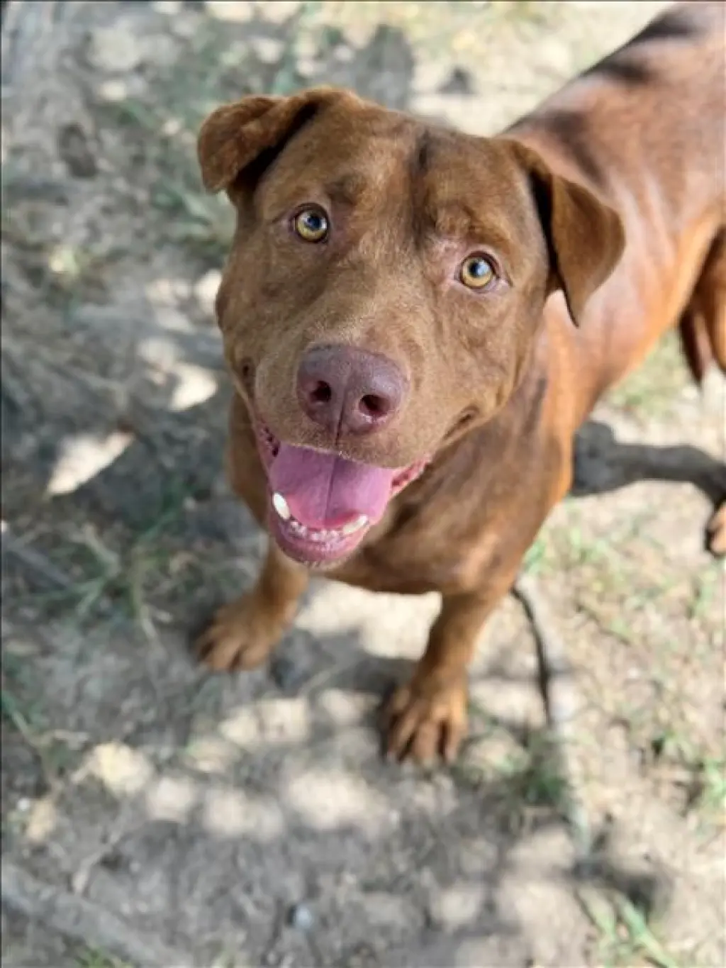 BOWIE