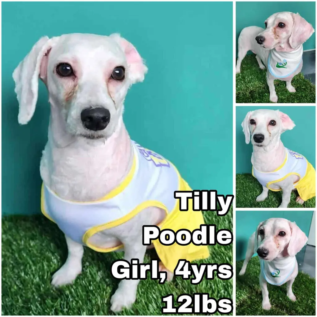 Tilly from Korea