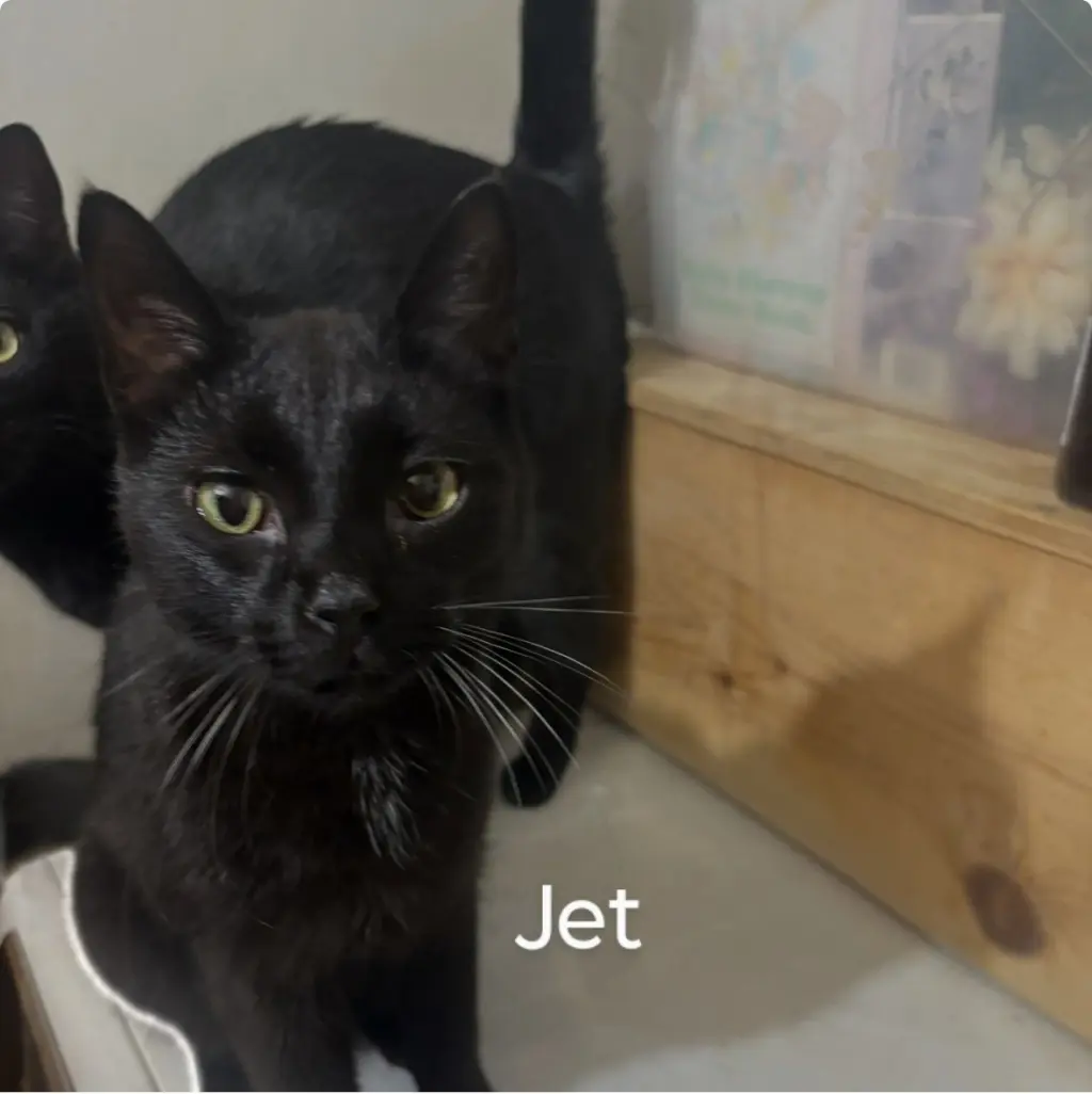 Jett