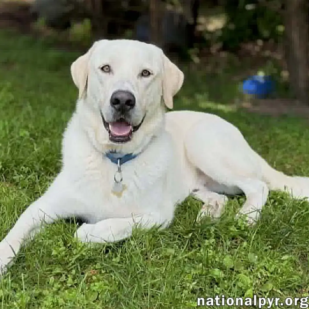 Zeus in CT - Excellent Walking On Leash!