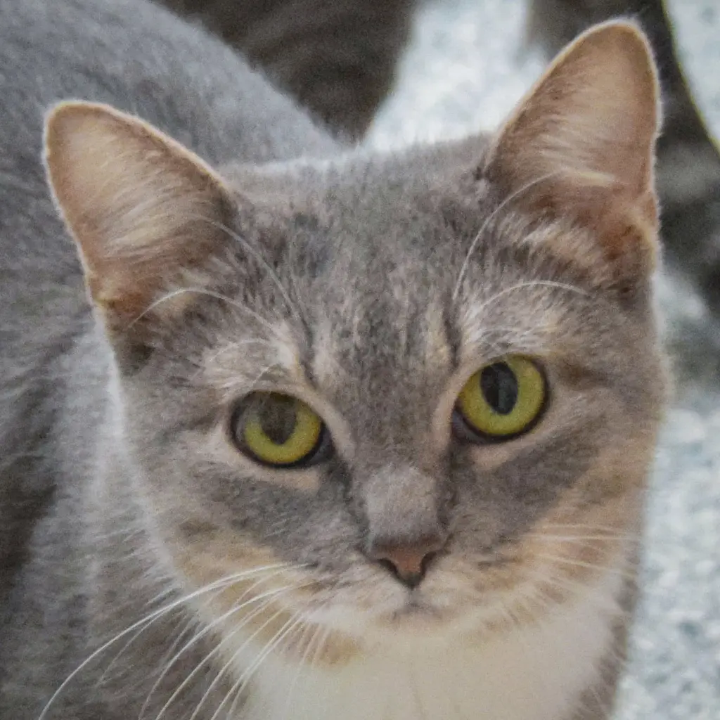 Winifred