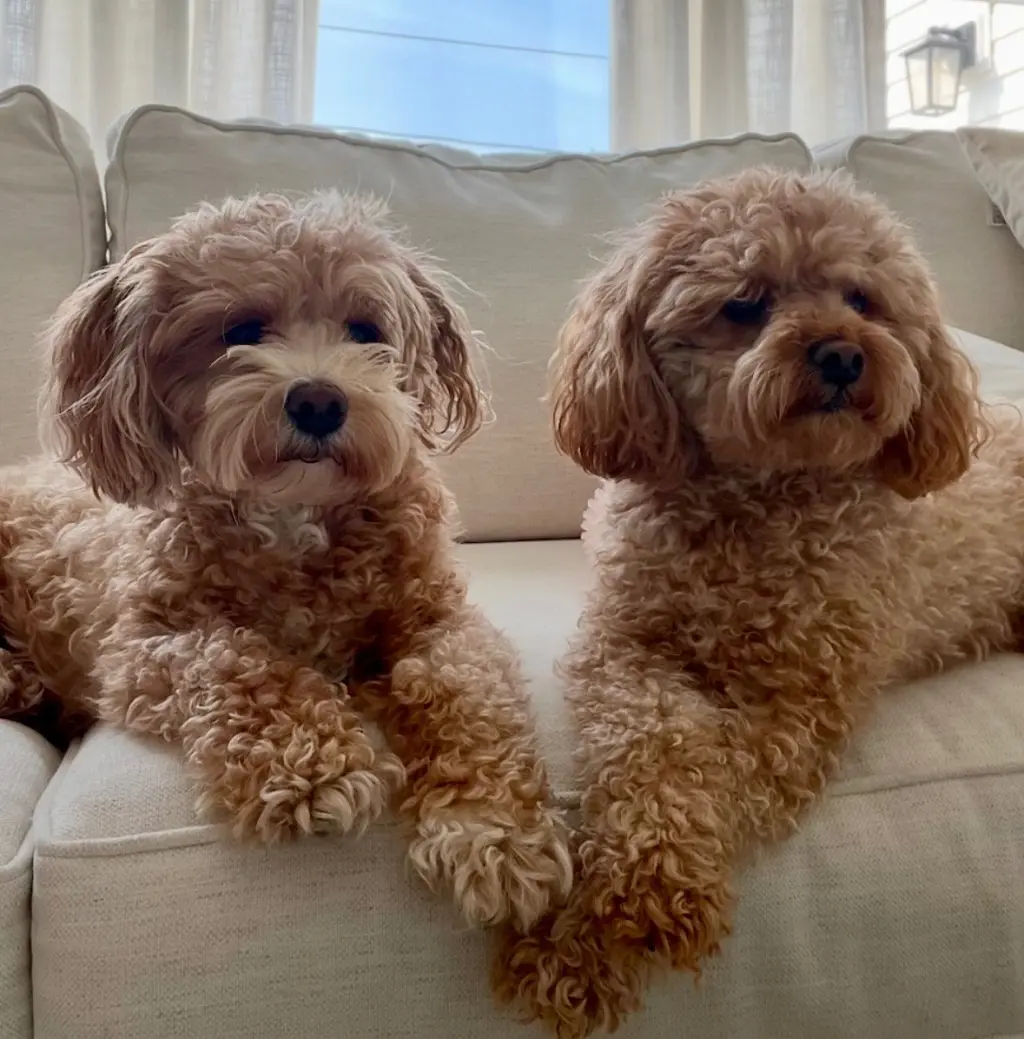 Leo & Chloe