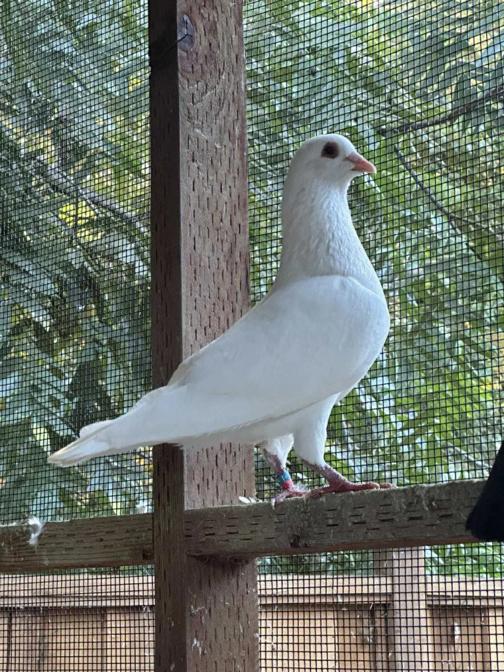 Amina