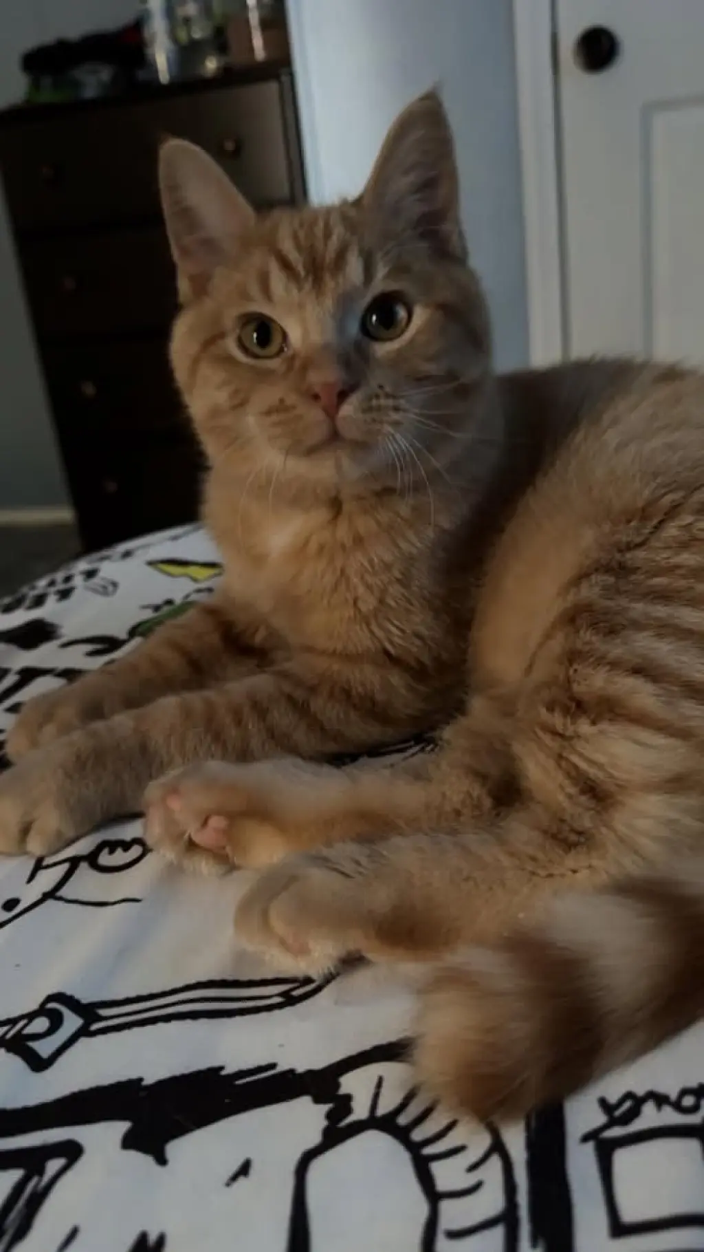 Butternut