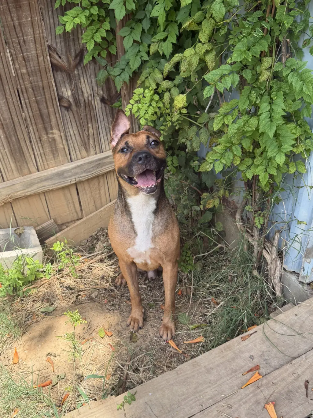 Duke