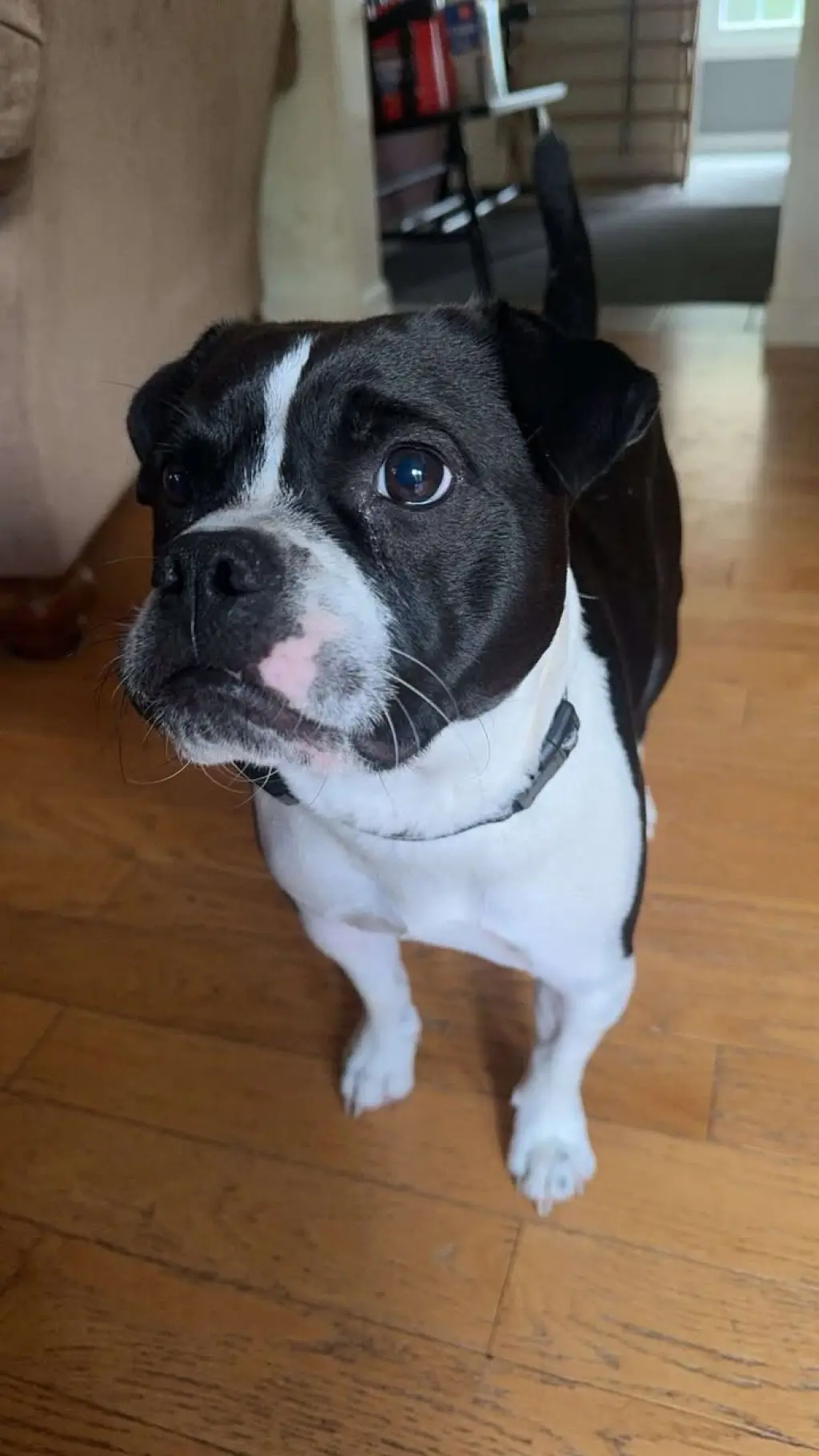 Louie