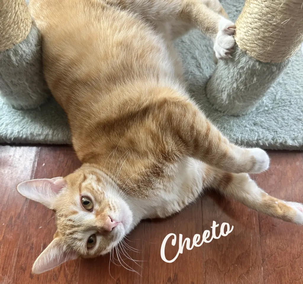 Cheeto #craves-attention