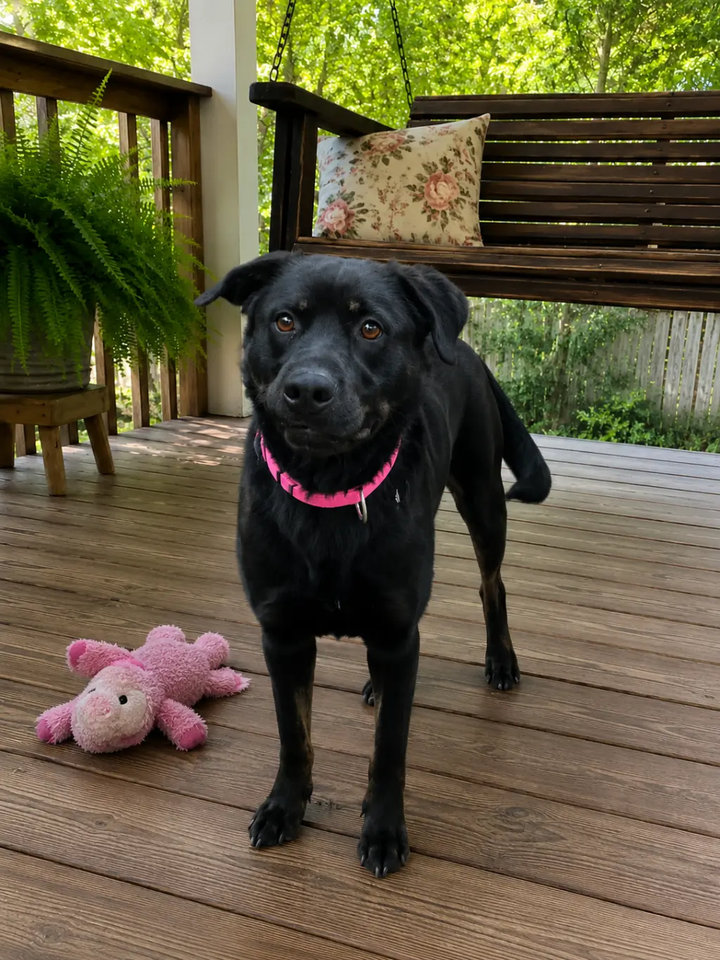 Female Black lab, black lab