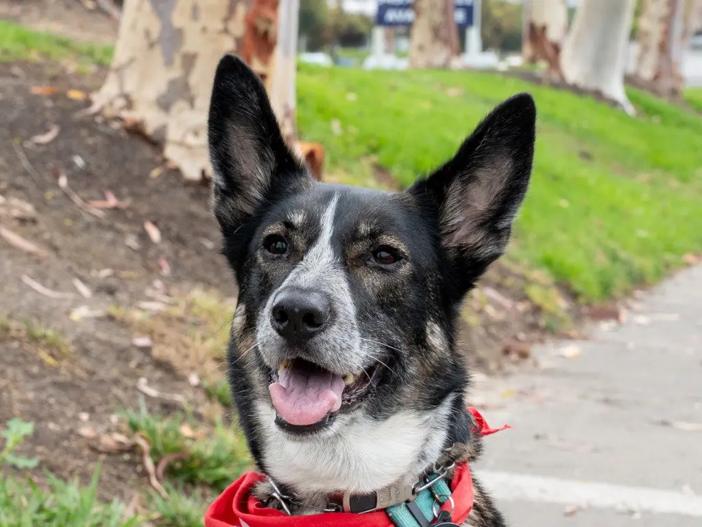 Cleo - Adopt Me!