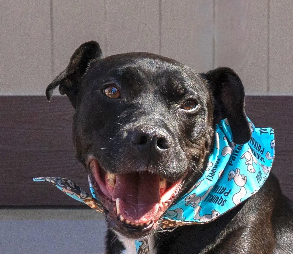 Chance (Courtesy Post) - Foster or Adopt Me!