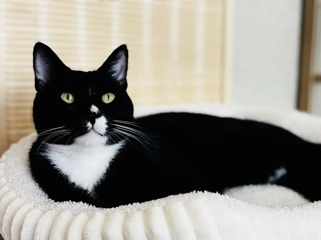 Felix