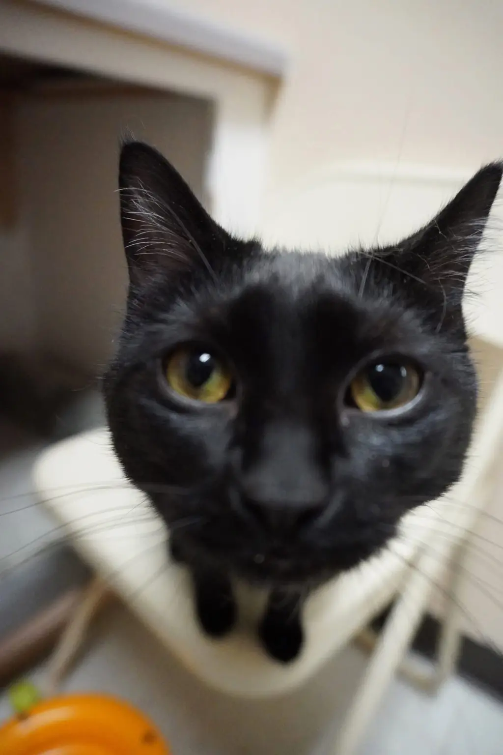 Inez