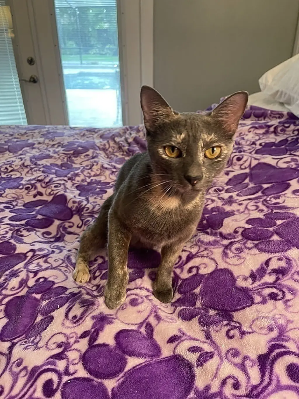 Lorelei