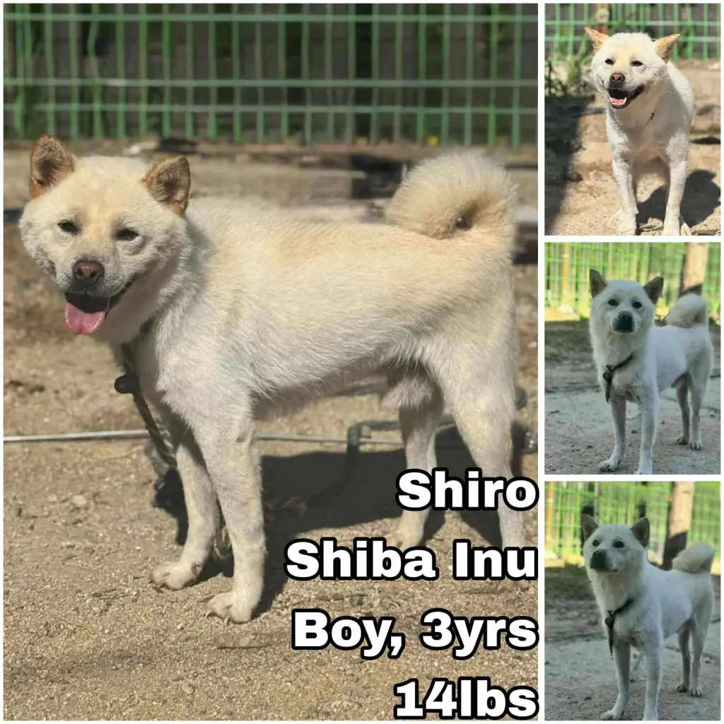 Shiro from Korea