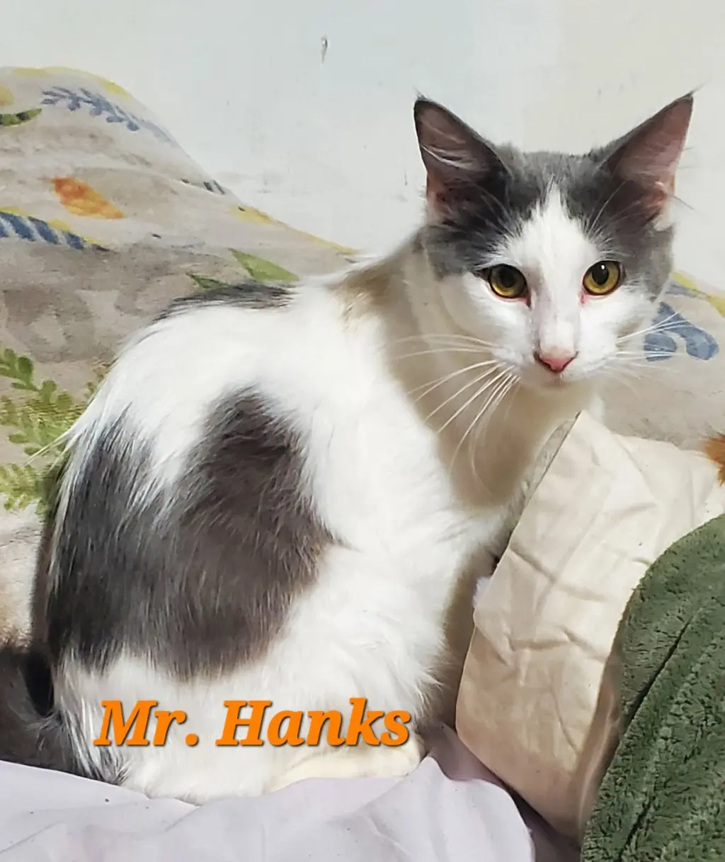 Mr Hanks (& sibling)