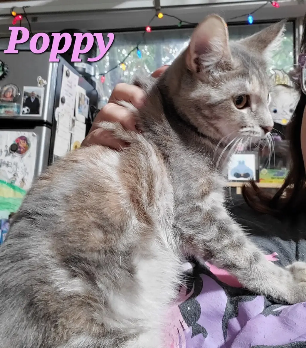 Poppy (& Willow)