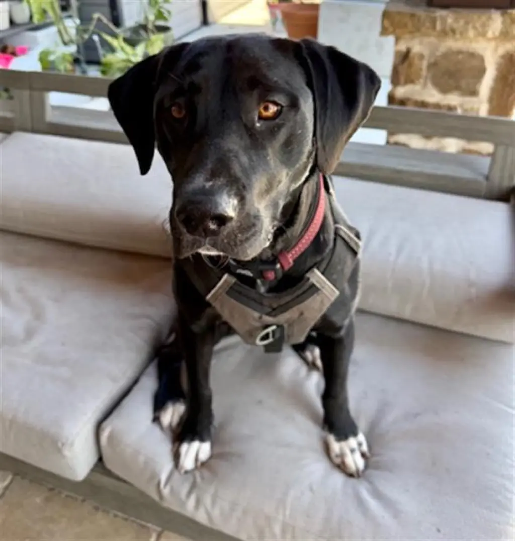 DUKE