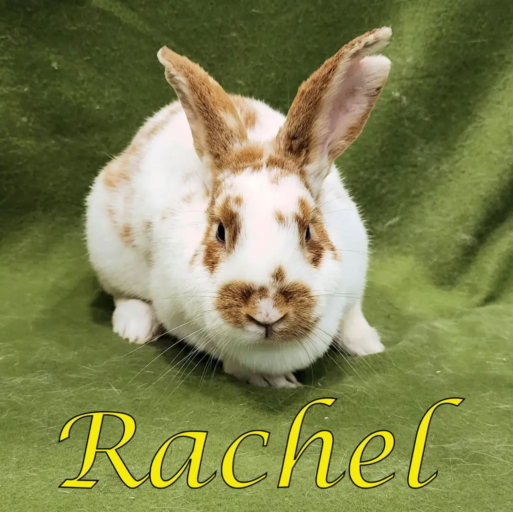 Rachel
