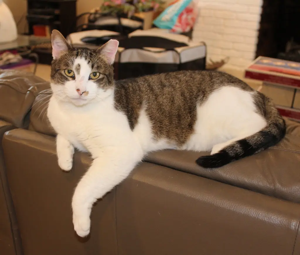 Rocky - FIV+